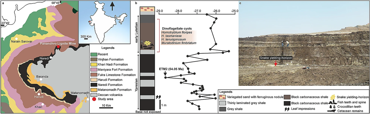 Geological map of Kutch Basin showing fossil locality stratigraphic column at Panandhro Lignite Mine showing position of madtsoiid snake-bearing horizon with age diagnostic dinoflagellate cyst assemblage and δ13C curve marking hyperthermic event ETM2