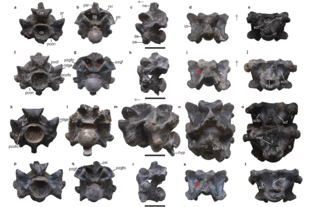 Scientists found 27 vertebrae and analyzed each one to positively identify the specimen as an extinct V. indicus. 