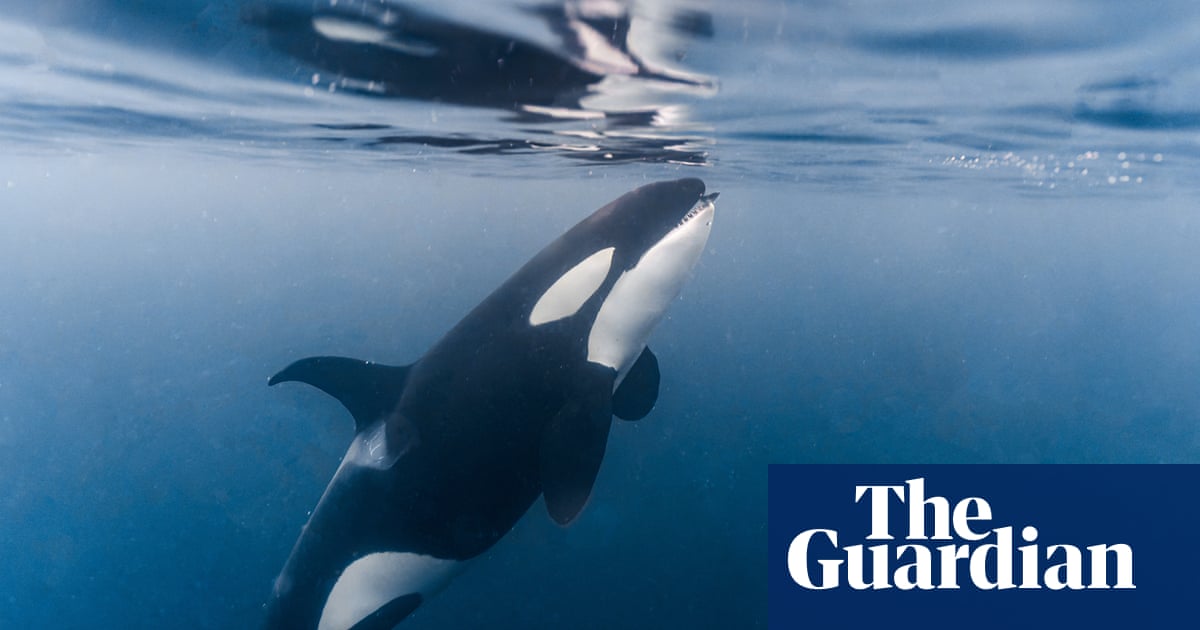 'Access to food is not the problem': new orca study deepens mystery behind extinction | Conservation