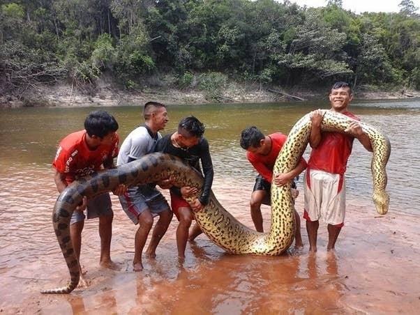 Green Anaconda. 