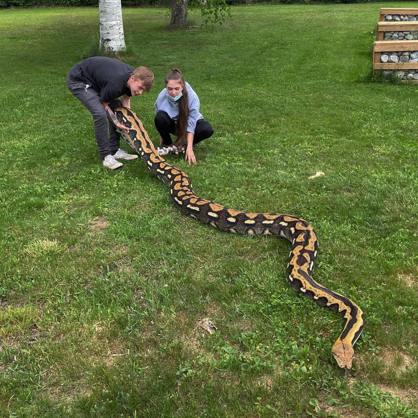 Reticulated Python. 