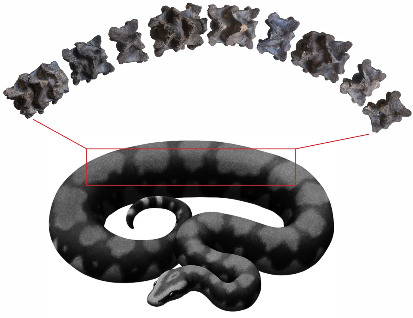 Life-like reconstruction of Vasuki's vertebrae seen from the back (top view) and their most likely position in the spine highlighted in the artistic rendering of a madtsoiid snake. 