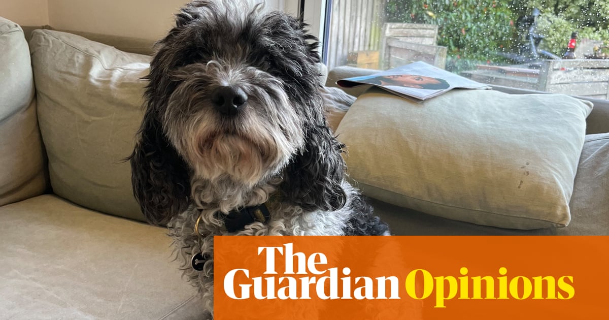 Digested week: My fitness rehab is complete and my dog's joint care is a miracle | John Crace