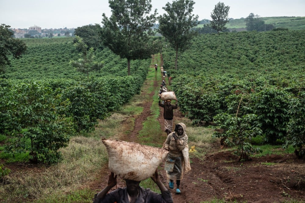 EUDR's impact on coffee, cocoa farmers in Africa and global trade