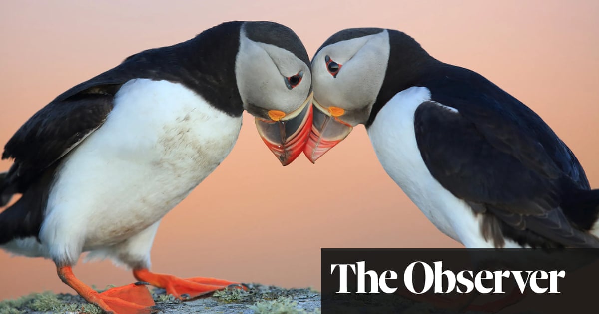 'It's a monster task': can culling ferrets and rats save one of Britain's largest seabird colonies? | Birds