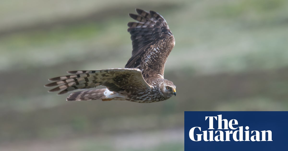 More harriers killed in UK during 2023 than in any other year, says RSPB | Environment