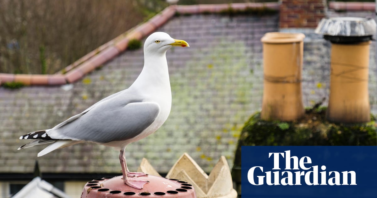 Safe sex for seagulls? Why bird control plan in Worcester might not fly | Birds